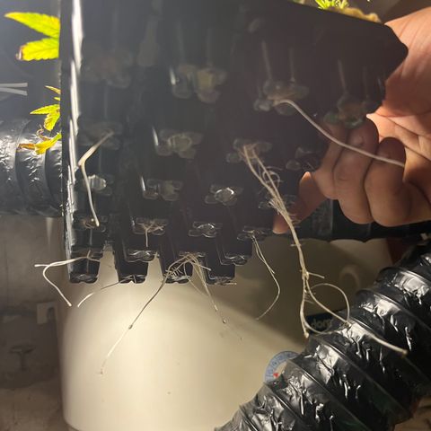 C2 Cloni Super Skunk Kush growlog photo: Fatta alle 23:00. Sulla destra 13 pronte, 11 in dolce attesa.