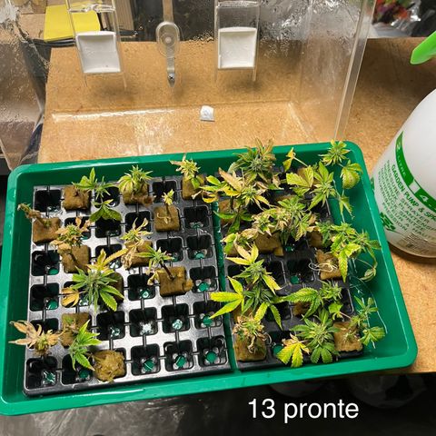 C2 Cloni Super Skunk Kush growlog photo: Fatta alle 23:00. Sulla destra 13 pronte, 11 in dolce attesa.
