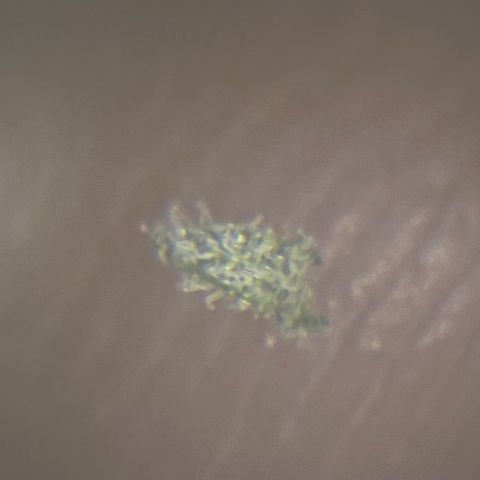 C2 Cloni Super Skunk Kush growlog photo: Fatta alle 23:00. Controllato con la lente e Sulle foglie ci sono questi candidi fiocchi di ghiandole di resina. 