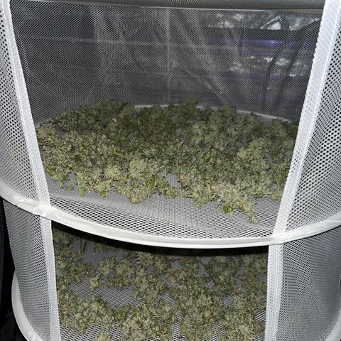 C2 Cloni Super Skunk Kush growlog timeline photo