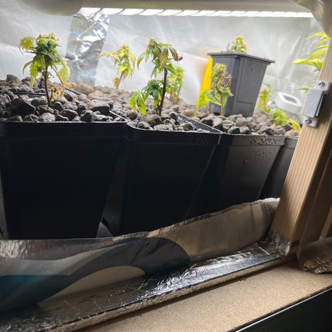 C2 Cloni Super Skunk Kush growlog photo: Fatta alle 06:10