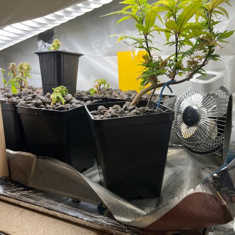 C2 Cloni Super Skunk Kush growlog photo: Fatta alle 06:10