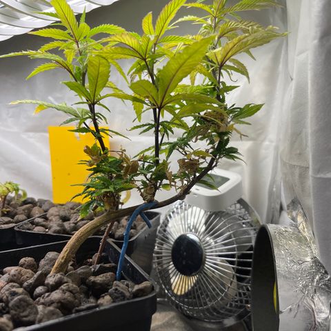 Strappata Per sbaglio  growlog photo: Fatta alle 06:10