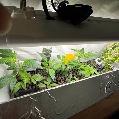 C2 Cloni Super Skunk Kush growlog photo: Fatta alle 19:20