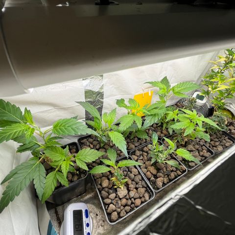 C2 Cloni Super Skunk Kush growlog photo: Fatta alle 19:20