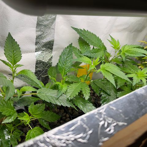 C2 Cloni Super Skunk Kush growlog photo: Fatta alle 16:45