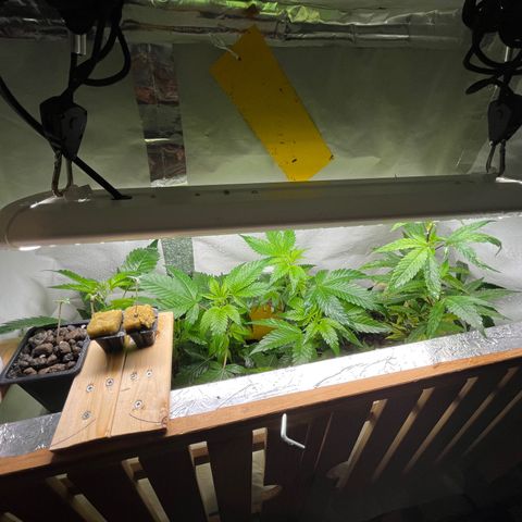 C2 Cloni Super Skunk Kush growlog photo: Fatta alle 17:30