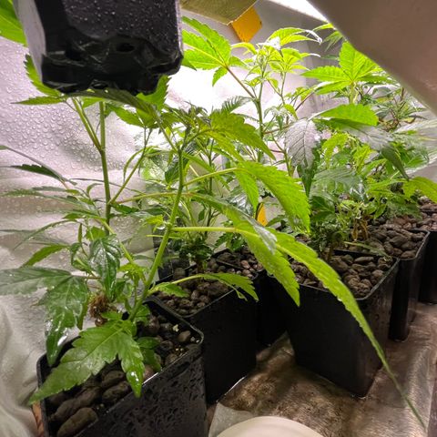 C2 Cloni Super Skunk Kush growlog photo: Fatta alle 17:30