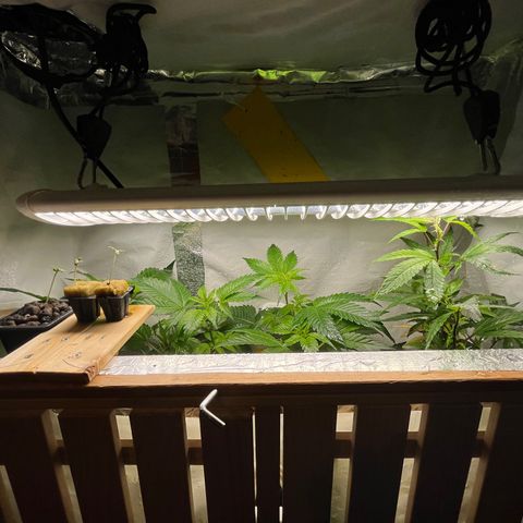 C2 Cloni Super Skunk Kush growlog photo: Fatta alle 17:30
