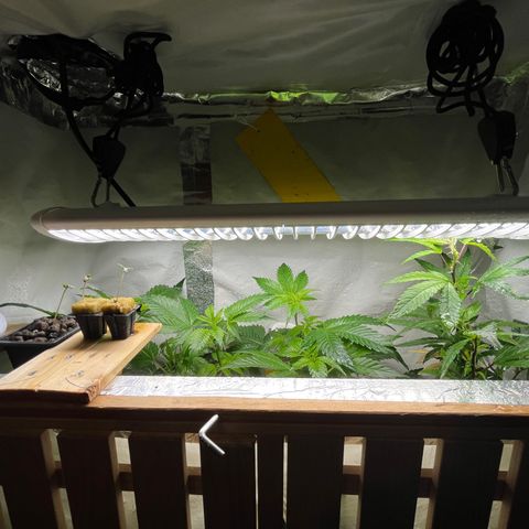C2 Cloni Super Skunk Kush growlog photo: Fatta alle 17:30