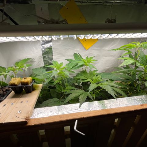 C2 Cloni Super Skunk Kush growlog photo: Fatta alle 20:30