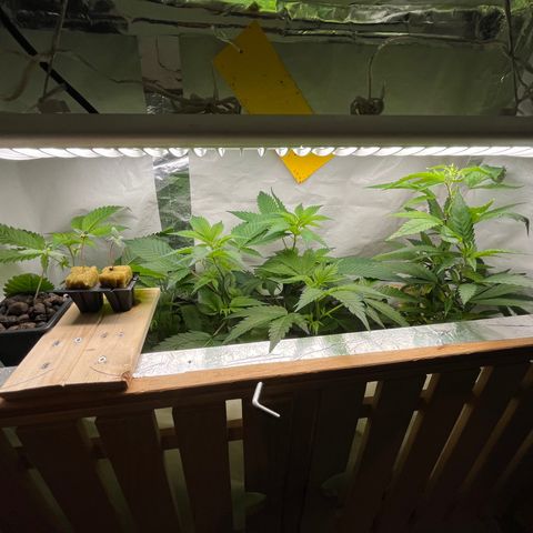 C2 Cloni Super Skunk Kush growlog photo: Fatta alle 20:30