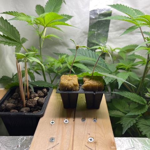 C2 Cloni Super Skunk Kush growlog photo: Fatta alle 22:30