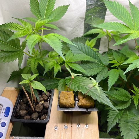 C2 Cloni Super Skunk Kush growlog photo: Fatta alle 22:30