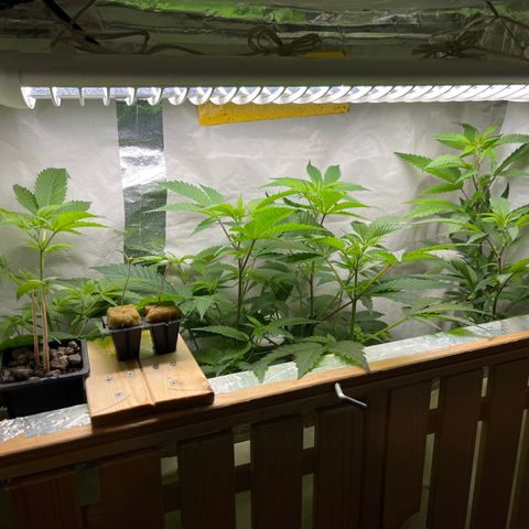 C2 Cloni Super Skunk Kush growlog photo: Fatta alle 22:30