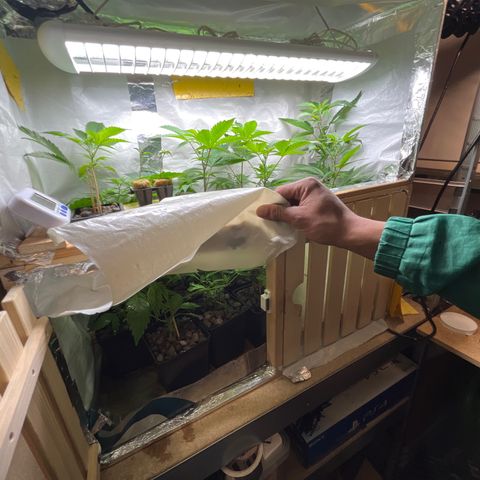 C2 Cloni Super Skunk Kush growlog photo: Fatta alle 22:30