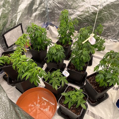 C2 Cloni Super Skunk Kush growlog timeline photo