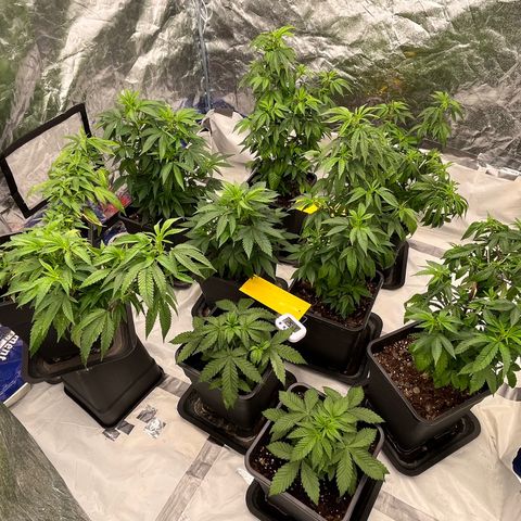 C2 Cloni Super Skunk Kush growlog photo: Fatta alle 17:30