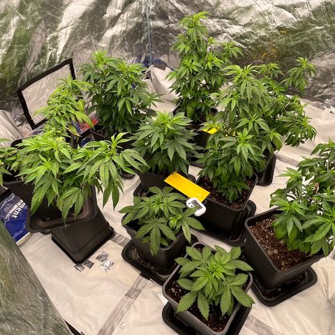 C2 Cloni Super Skunk Kush growlog photo: Fatta alle 17:30