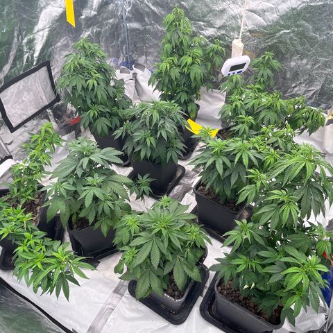 C2 Cloni Super Skunk Kush growlog timeline photo
