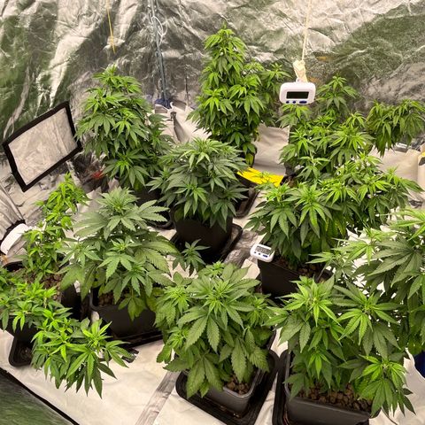 C2 Cloni Super Skunk Kush growlog photo: Fatta alle 7:00