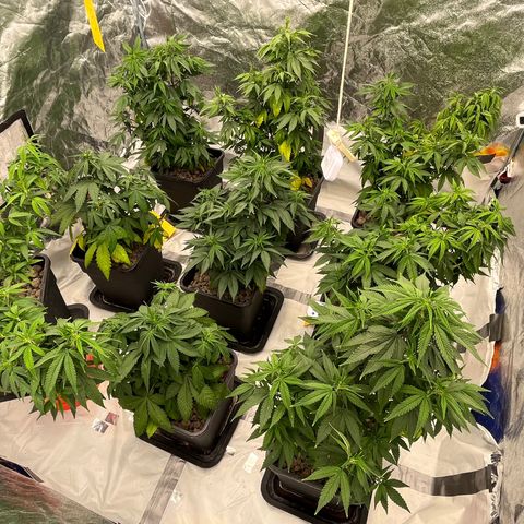 C2 Cloni Super Skunk Kush growlog photo: Fatta alle 10:50