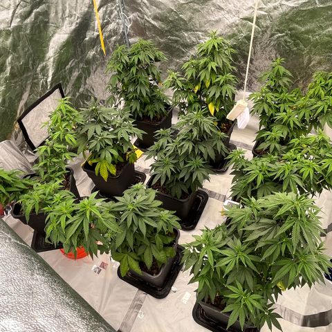 C2 Cloni Super Skunk Kush growlog photo: Fatta alle 17:45