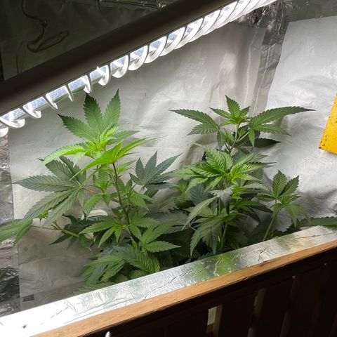 C2 Cloni Super Skunk Kush growlog timeline photo