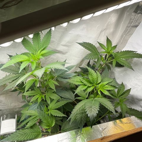 C2 Cloni Super Skunk Kush growlog timeline photo
