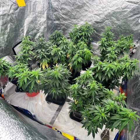 C2 Cloni Super Skunk Kush growlog photo: Fatta alle 17:50 