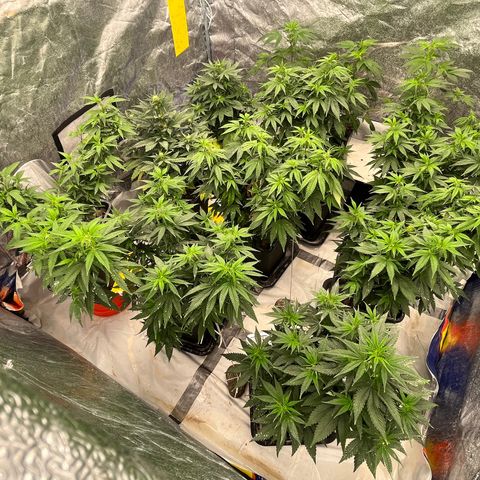 C2 Cloni Super Skunk Kush growlog photo: Fatta alle 03:30