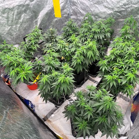 C2 Cloni Super Skunk Kush growlog photo: Fatta alle 06:10