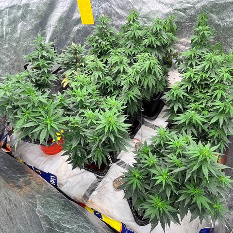 C2 Cloni Super Skunk Kush growlog photo: Fatta alle 01:00 dopo aver fertilizzato le C2 e bagnato le Auto.