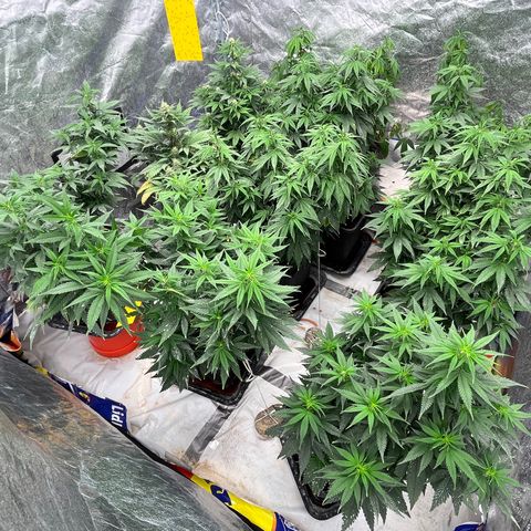 C2 Cloni Super Skunk Kush growlog photo: Fatta alle 01:00 dopo aver fertilizzato le C2 e bagnato le Auto.