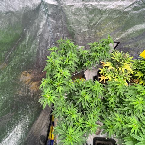 Strappata Per sbaglio  growlog photo: Fatta alle 09:30