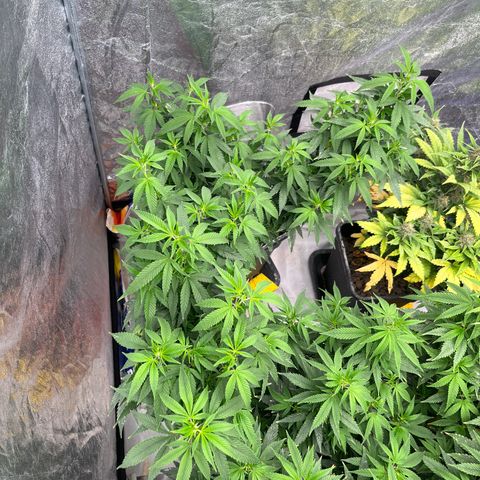 Strappata Per sbaglio  growlog photo: Fatta alle 09:30