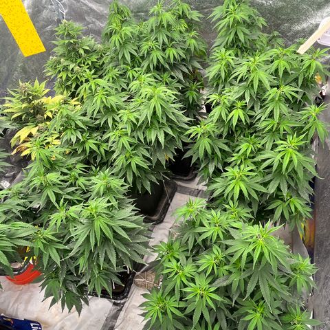 C2 Cloni Super Skunk Kush growlog photo: Fatta alle 09:40