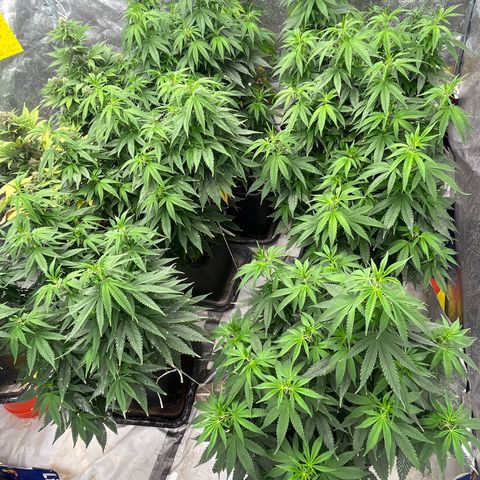 C2 Cloni Super Skunk Kush growlog photo: Fatta alle 09:40