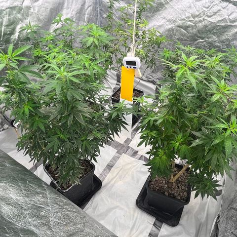 C2 Cloni Super Skunk Kush growlog photo: Fatta alle 04:00. Stanza pulita, piante pulite, umidità 70%. alle 08:30 metterò i nutrienti. 