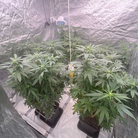 C2 Cloni Super Skunk Kush growlog photo: Fatta alle 01:00
