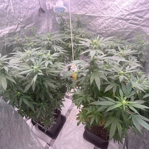 C2 Cloni Super Skunk Kush growlog photo: Fatta alle 01:00