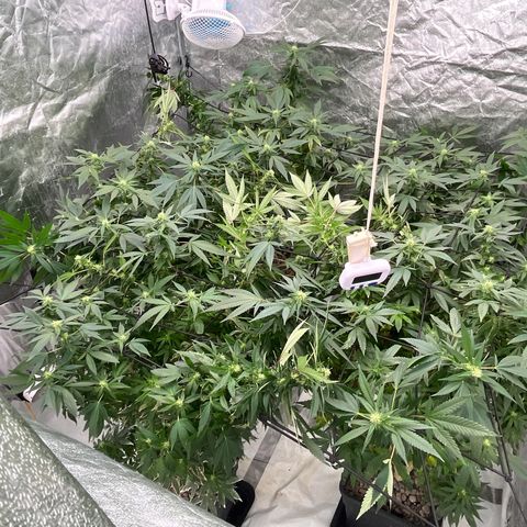 C2 Cloni Super Skunk Kush growlog photo: Fatta alle 22:50