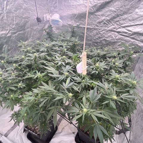 C2 Cloni Super Skunk Kush growlog photo: Fatta alle 21:30