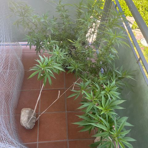 Strappata Per sbaglio  growlog timeline photo