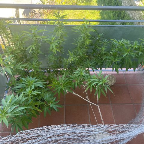 Strappata Per sbaglio  growlog timeline photo