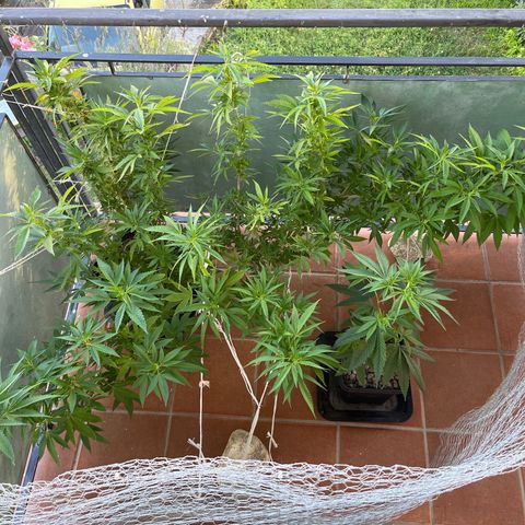 Strappata Per sbaglio  growlog photo: 18:45