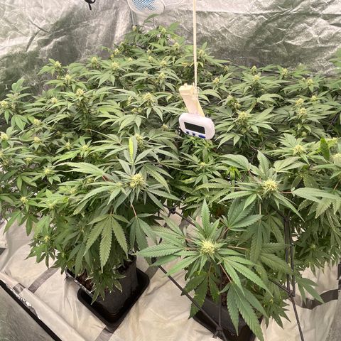 C2 Cloni Super Skunk Kush growlog photo: Fatta alle 03;30