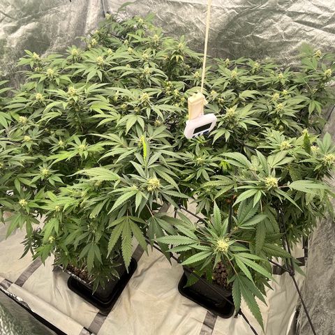 C2 Cloni Super Skunk Kush growlog photo: 22:15