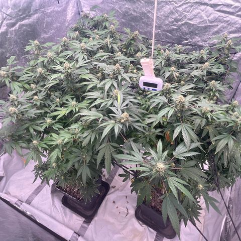 C2 Cloni Super Skunk Kush growlog timeline photo