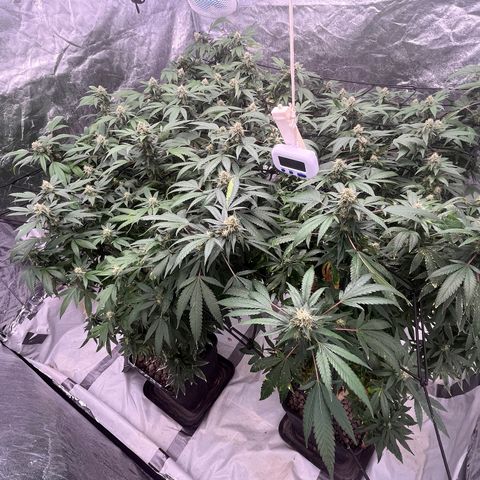 C2 Cloni Super Skunk Kush growlog photo: 07:00